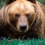 "Ahoj, medvěde!" – Zoo Brno zve na rozlučku s kamčatskou medvědicí Irinou.
